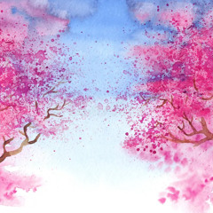Blooming Sakura