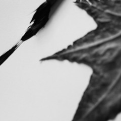 KS57 | WIL BOLTON & FRANCIS GRI Imaginary Tales "The Forest Of Whispered Answers"