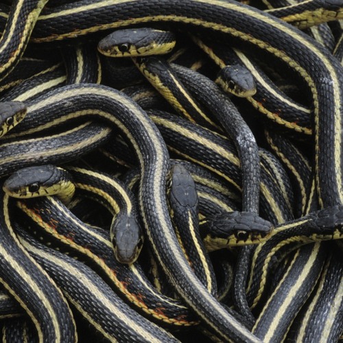 Snakes