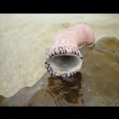 Leath Bhróigín: Colm Seoighe & na hEasógaí