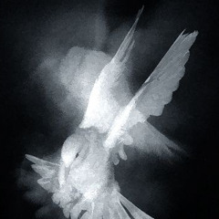 Black Dove [Hitech + 2cellphones]