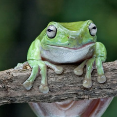 frog