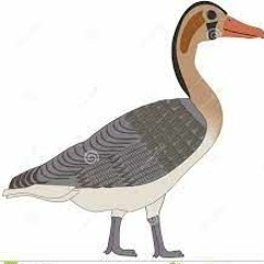 Foolio - Voodoo (Quietly Dope freestyle ) (2022)