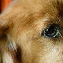 Best Eye Discharge Dog Treatment Reviews