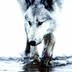 AURORA - Running With The Wolves (Wolves of Reach remix)