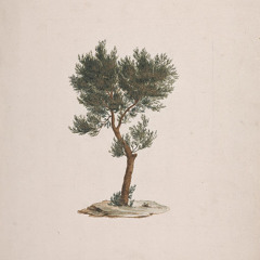 Juniperus Procera