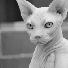 agravado por el vínculo