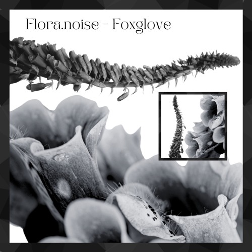 Foxglove [FNFS001]