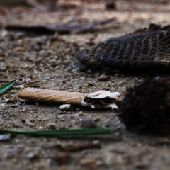 Demons in the Rhythm