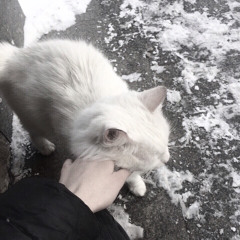 не бойся - нэнси холод