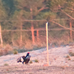 Tedremäng / Black Grouse Lek (April 2025)