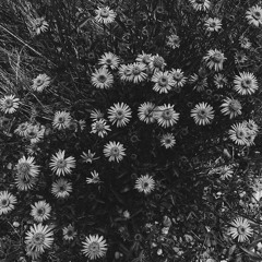 Wildflowers - Miigwan Buswa - Original