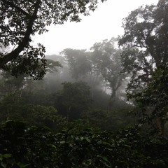 Fragil Environment