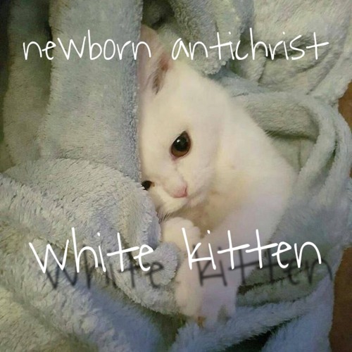 White Kitten