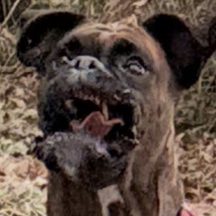 \\POM//POM//POM\\ EXTRAIT