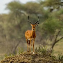 وفرة شفاء - موسيقى نبوية ممسوحة - خدمة السماء على الأرض- مصر