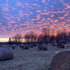 Episode 3: Bale Grazing