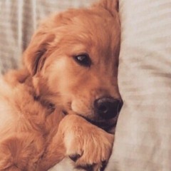 Канги - Собака (Remix)