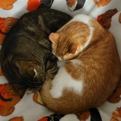 Pets