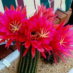 Biz Adelaide - Cactus Creations