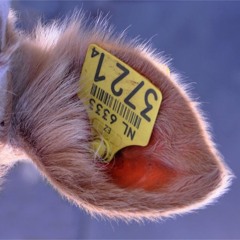 La Fabrique de Musique (invitation de Soizic Lebrat)