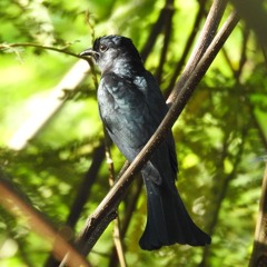 Square-tailed Drongo-Cuckoo (Surniculus lugubris)