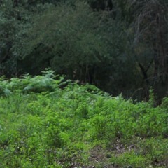 Gesticulation Sousterraine