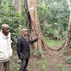 Cameroon: How the Establishment of Sacred Forests can save the Eastern Forests