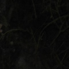 Joseph Martin-SIGNAL_pre-master (fb:Sanya Buhaiev)