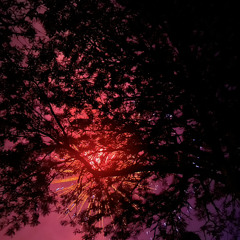 Sundowning