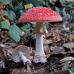 La Chasse Aux Champignons (more techno reloaded)