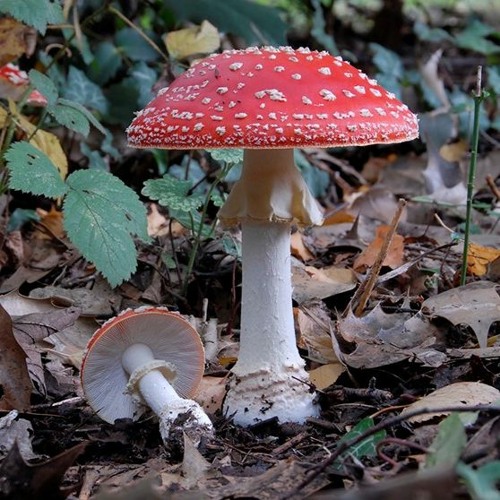 La Chasse Aux Champignons (more techno reloaded)