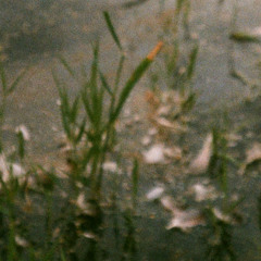 absent (free dl)