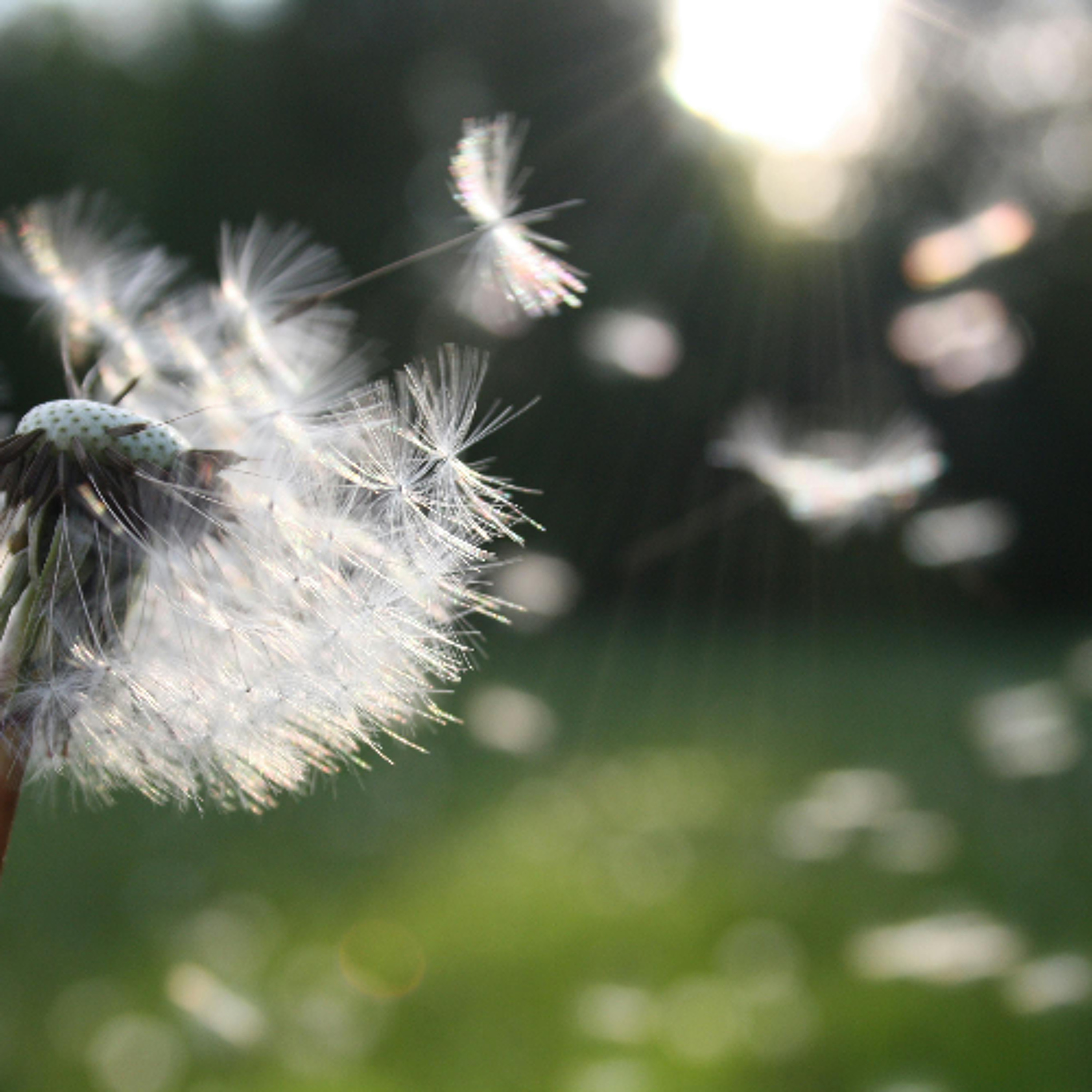 Compassionpodden
