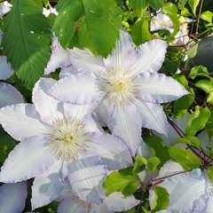 cereus nightbloom w/ 333ri