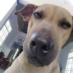 Đào Nương Remix (nhạc tiktok hot trend quý nhỏ remix)