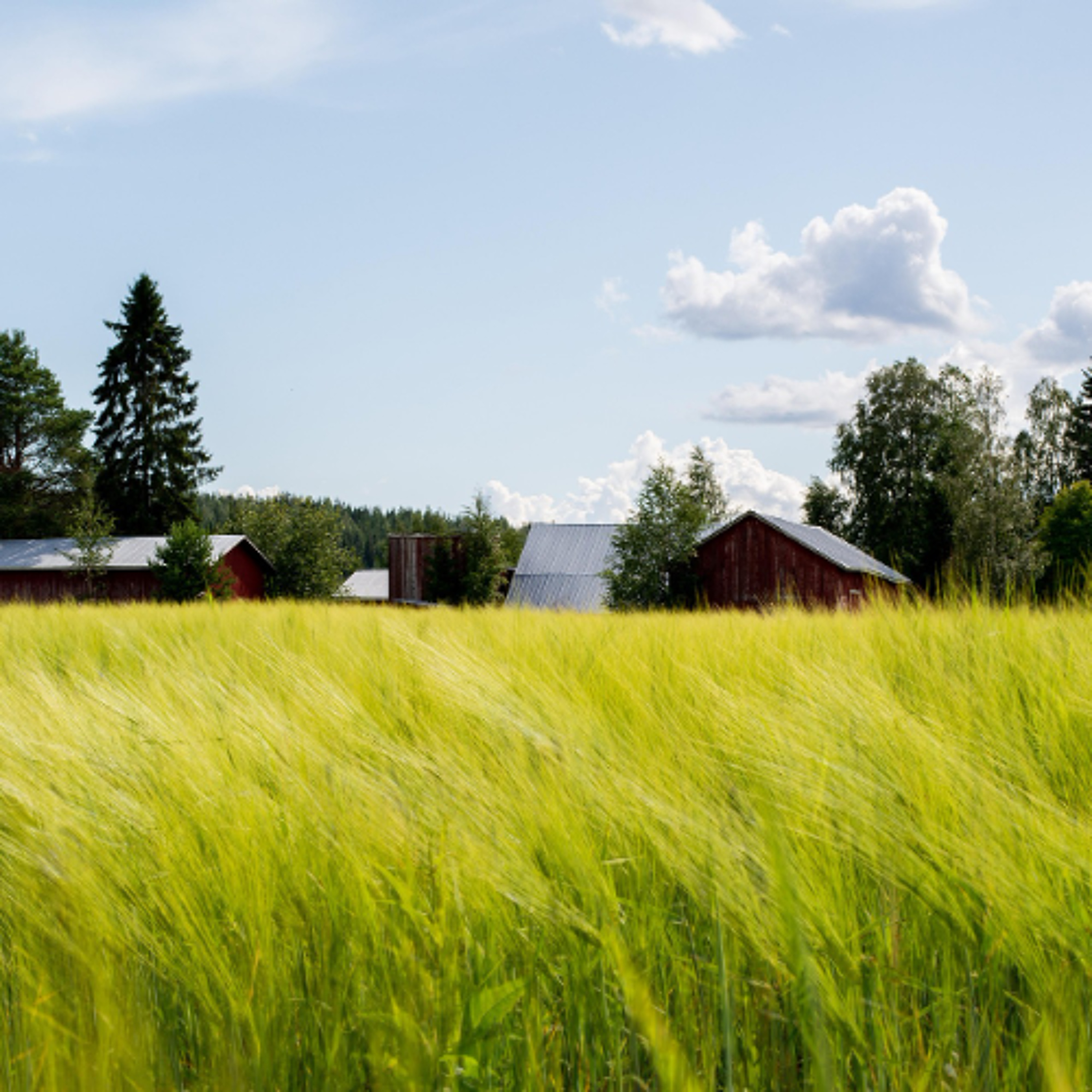 Revolutionizing Weed Management: Alberta Farmer Embraces Cutting-Edge Technology episode artwork