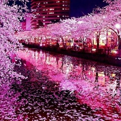 桜の花 SAKURA NO HANA