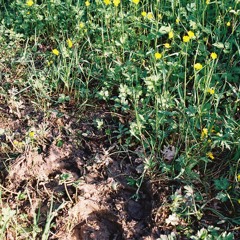 Wallows X Artic Monkeys Type Beat - 'Someday'