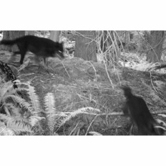 Recent Sightings: Co-existing with wolves on Cortes Island