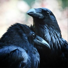 Crows' wedding [カラスの結婚式]