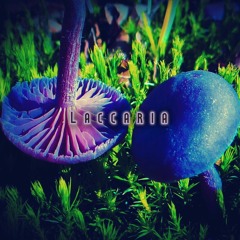 Shroomps's projects