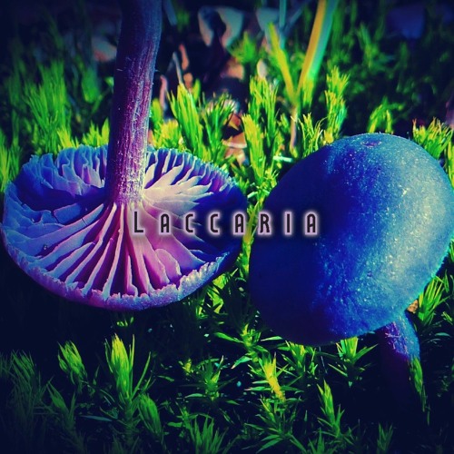 Shroomps's projects