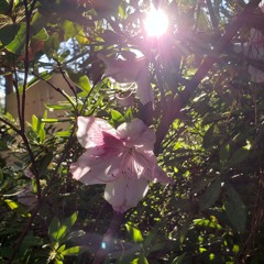 a surrender that would once have been unthinkable