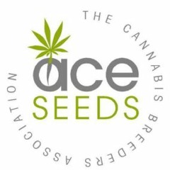 Episode 56 Ft Dubi of ACE SEEDS