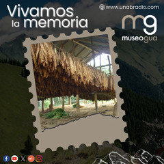 Cápsula 487. ¿Todavía hay cultivos de tabaco en Girón?