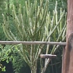 Cactus Tree