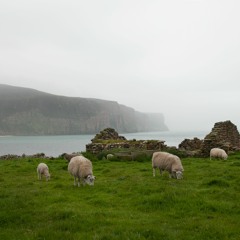 Sheep, Lambs And Bairns (ES1)