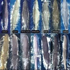 New Technique to Identify Sperm Whales Developed by ATU Student