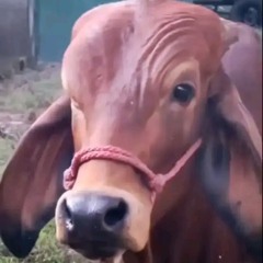 Phận Duyên Lỡ Làng Remix